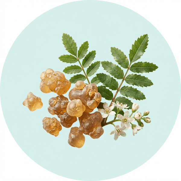 Boswellia